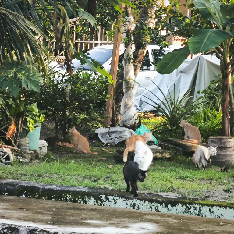 Beraya Rumah Bedah Janda~