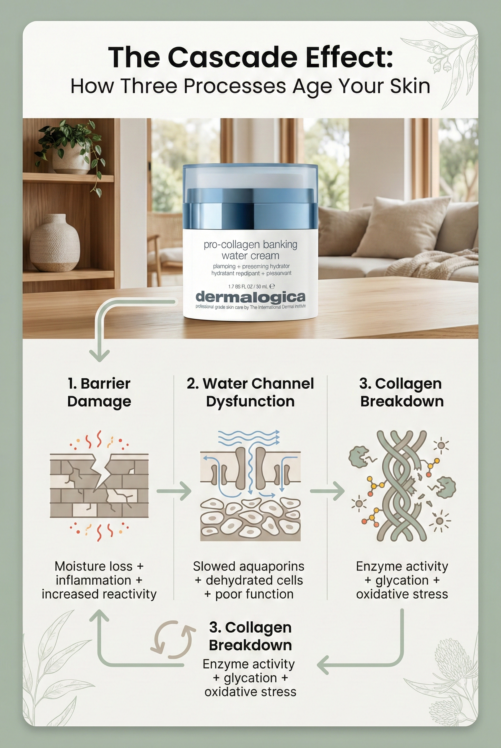 Diagram showing three interconnected processes of skin ageing: barrier damage, water channel dysfunction, and collagen breakdown, with arrows illustrating how each affects the others