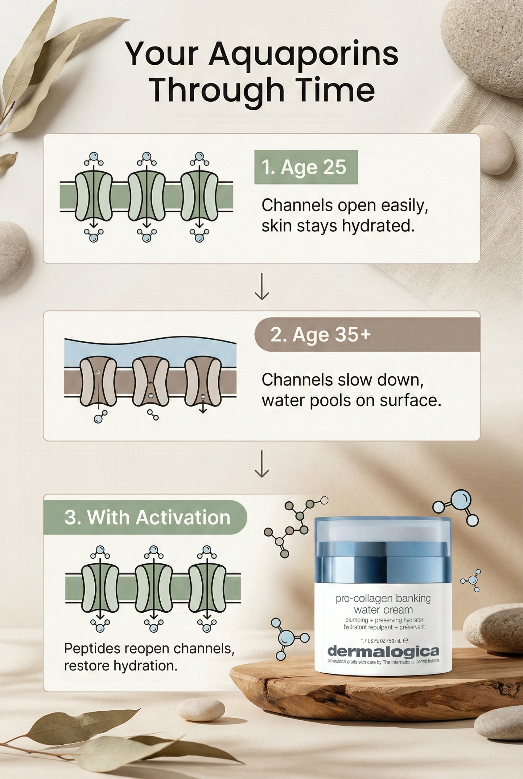 Timeline diagram showing aquaporin water channel decline from age 25 to 35-plus and recovery with peptide activation