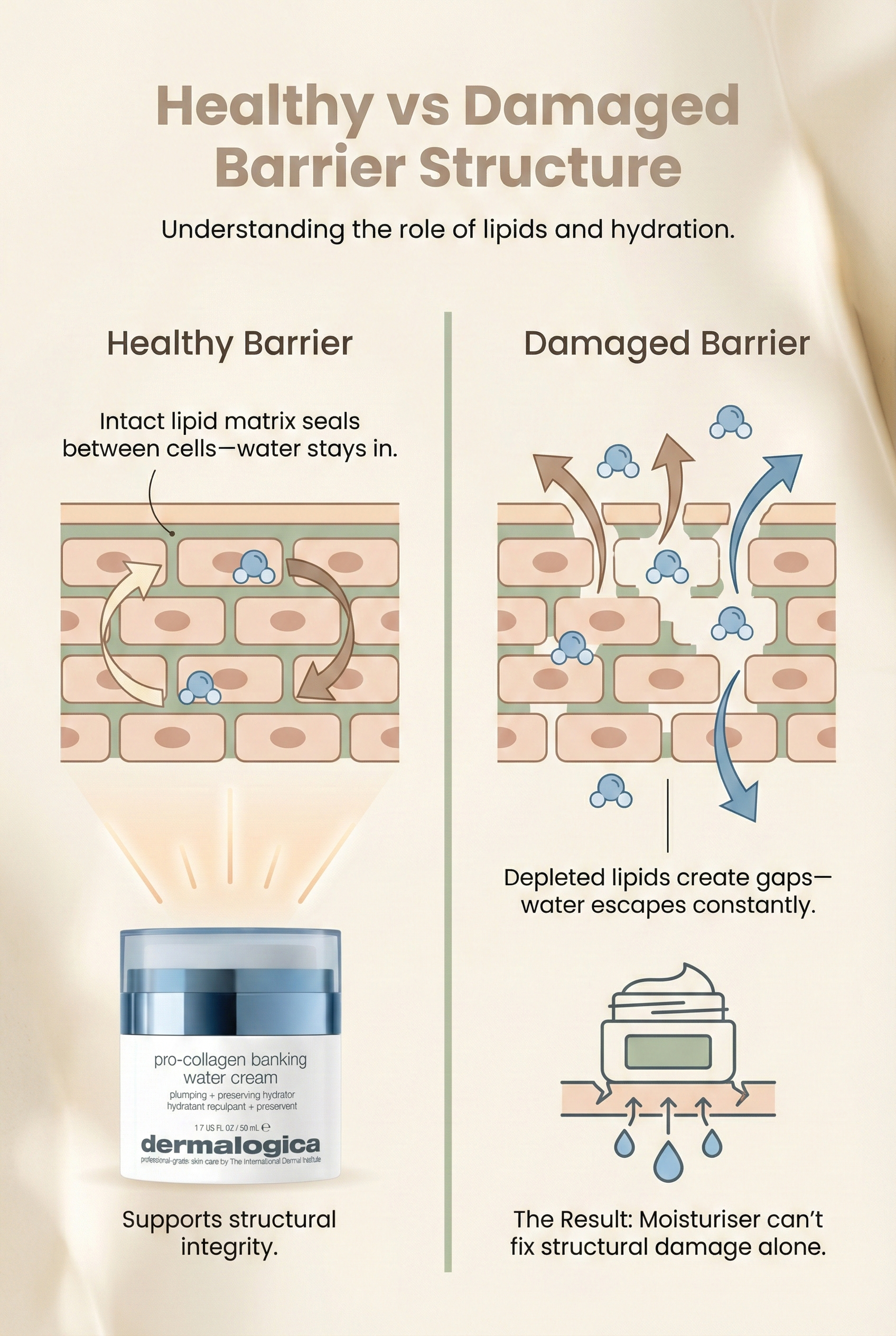 Cross-section diagram comparing healthy skin barrier with intact lipid matrix to damaged barrier showing gaps and increased water loss