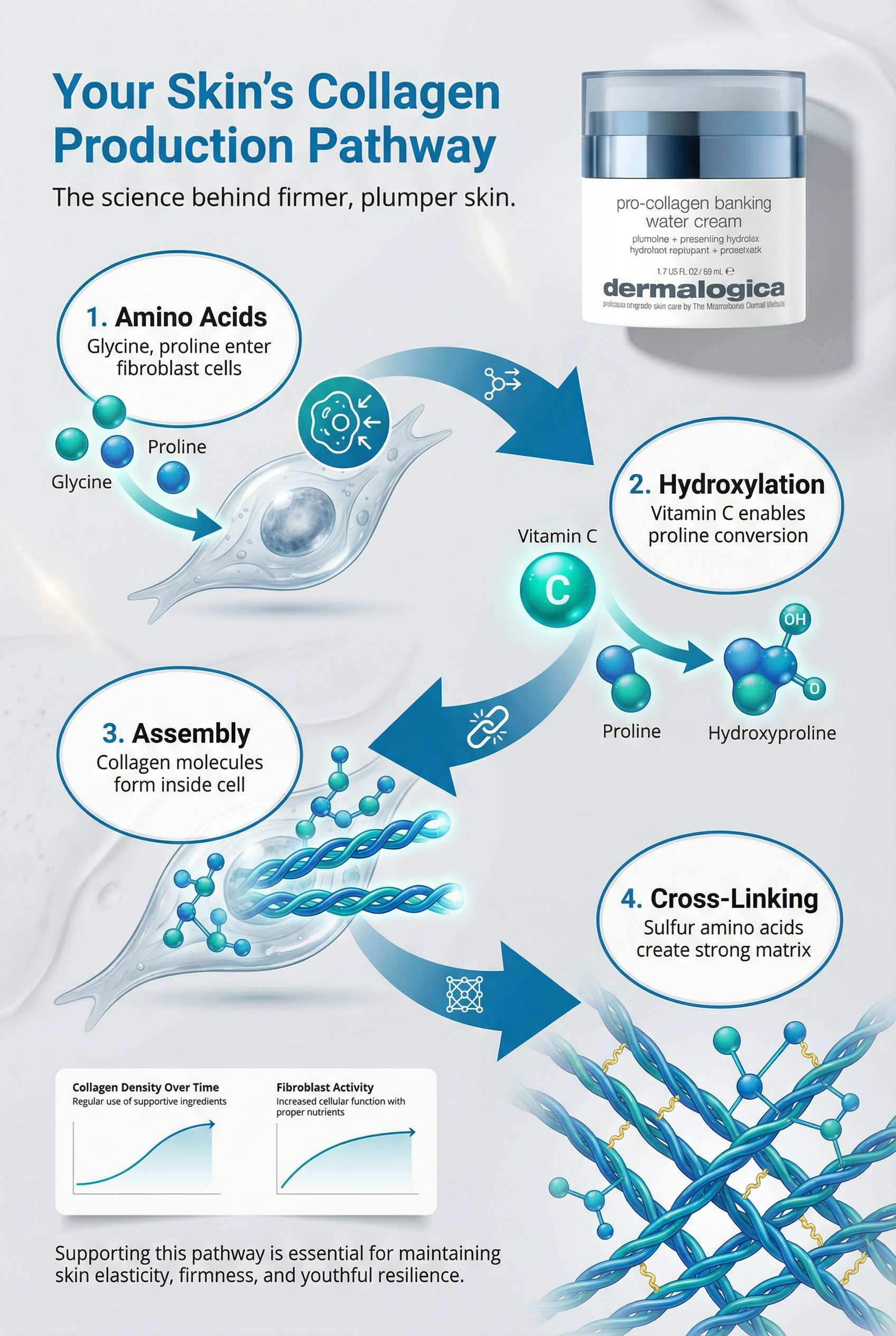 Scientific diagram illustrating the collagen synthesis pathway from amino acids to mature collagen fibres, showing the role of vitamin C in hydroxylation and the formation of cross-linked collagen matrix