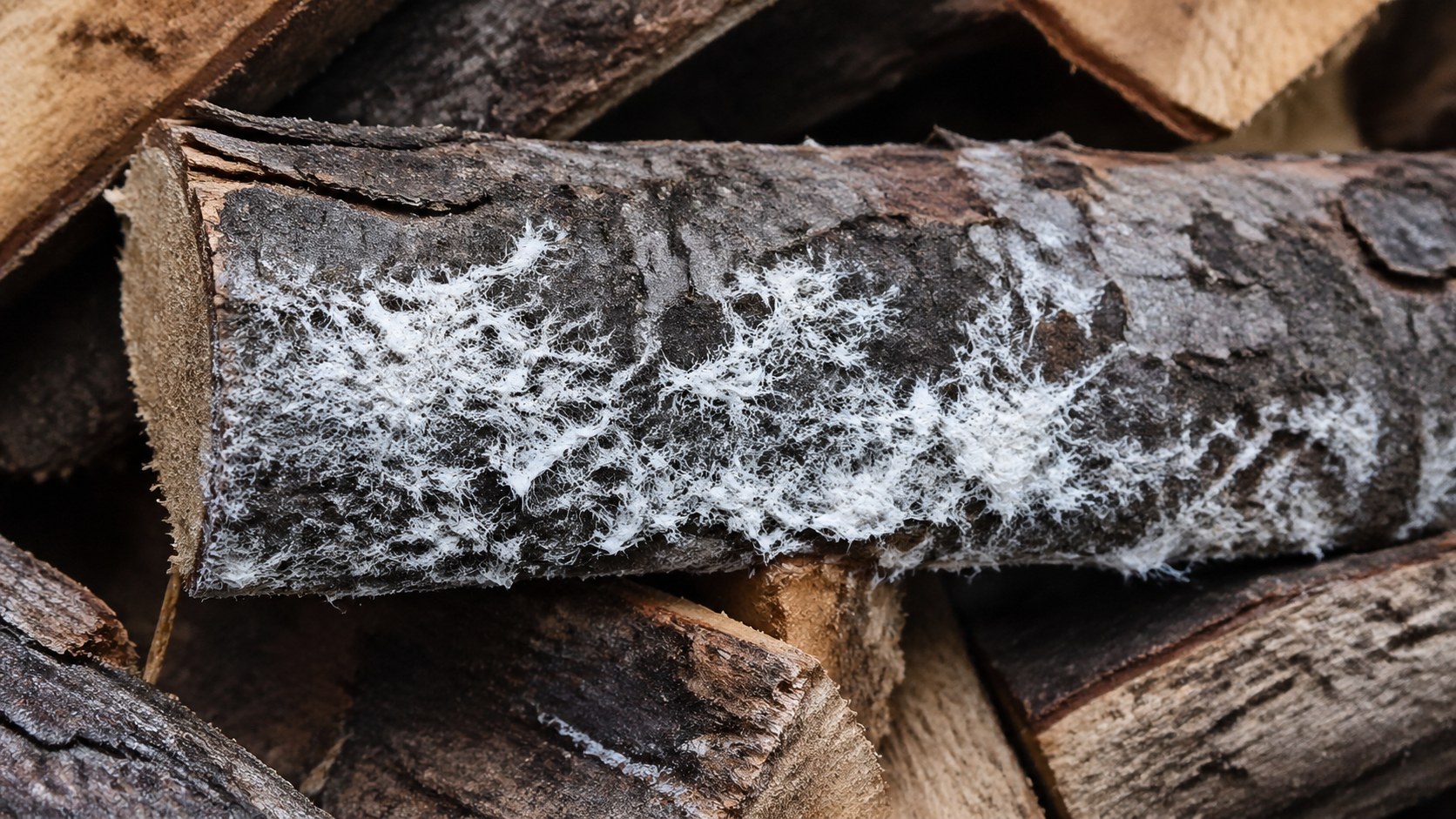 Bûches de chauffage avec mycélium blanc de mérule