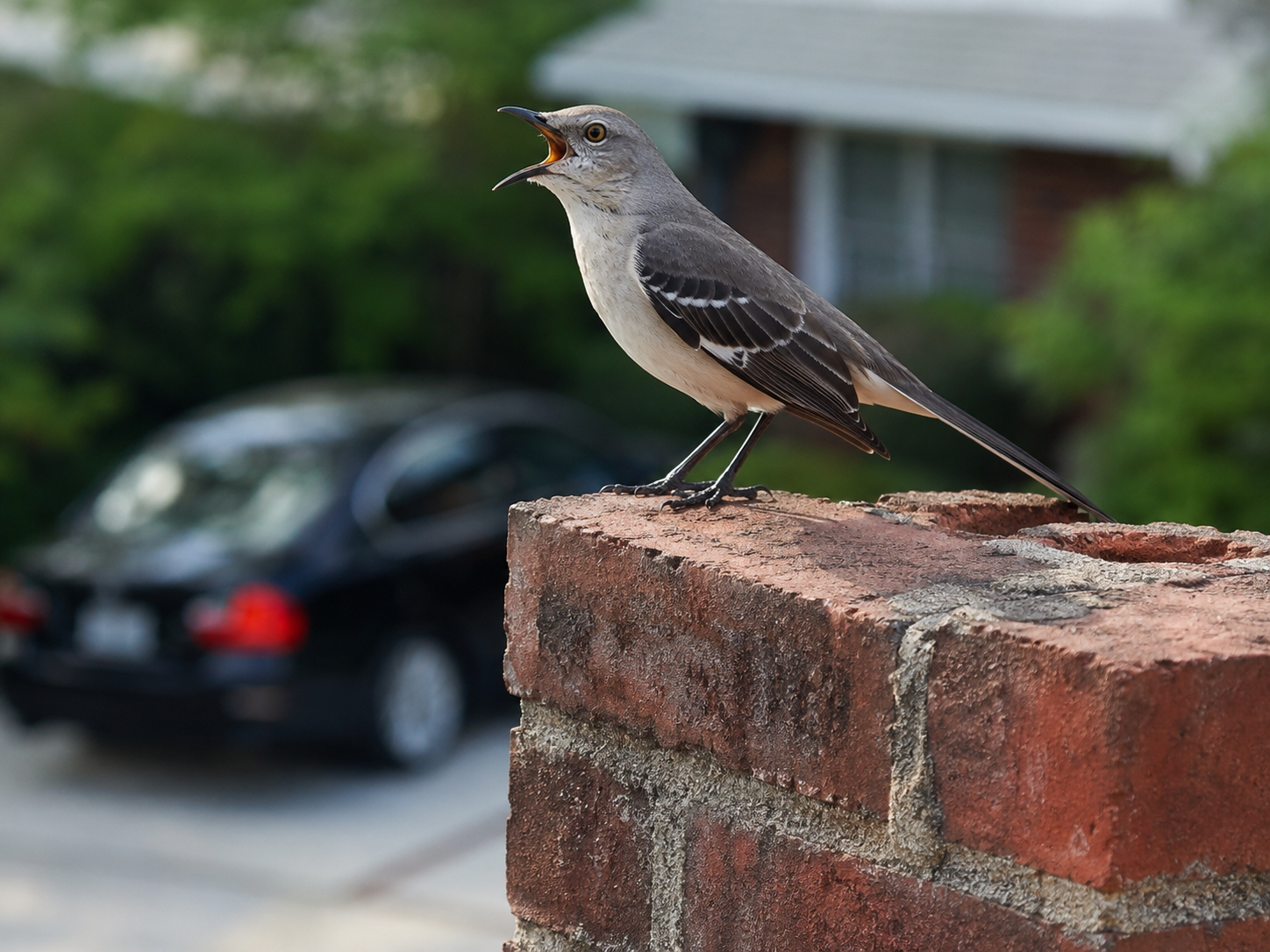 Why Mockingbirds Start Mimicking Car Alarms in May (And Which Brands They Prefer) 1 Why Mockingbirds Mimic Car Alarms in May (And Which Brands They Prefer)