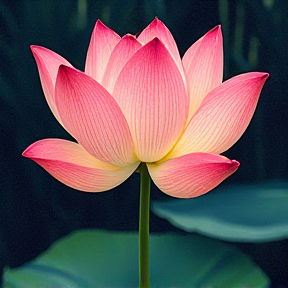 Lotus