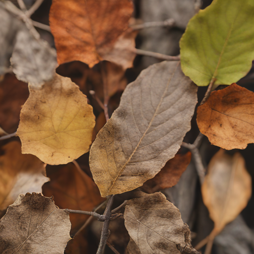 Wie ein Blatt im Fall