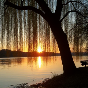 Down by the willow tree