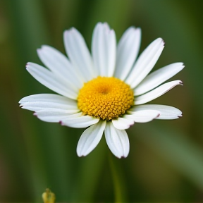 Daisy 