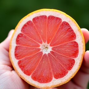 Grapefruit,