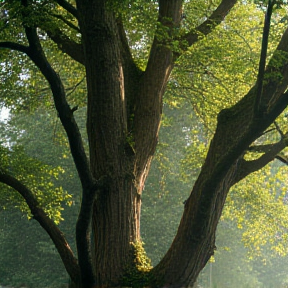 Under the Tree