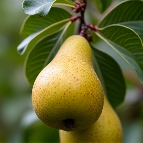 Pear-Fection