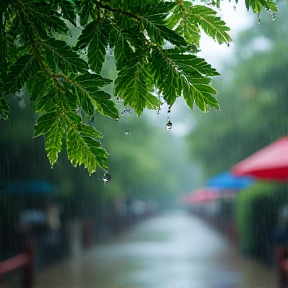 Catingueira e Chuva