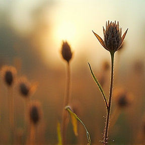 dandelions