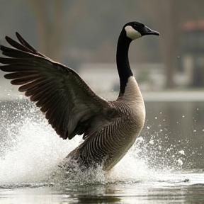 The Goose and the Fisherman