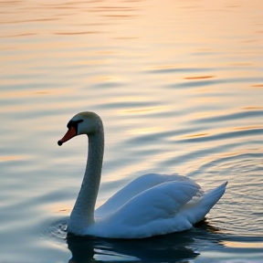 Cygne 