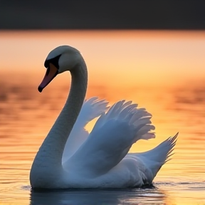 Cygne 