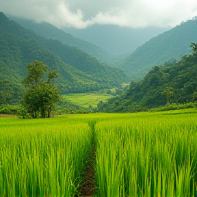 Bermain di Sawah