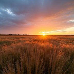 Little Bluestem