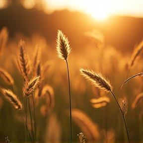 Little Bluestem