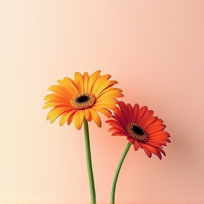 Gerbera 