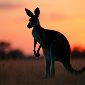 Kangaroo 1