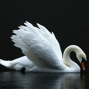 Le Cygne Noir