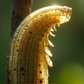 Chrysalis