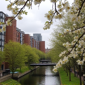 Flowers of Manchester 