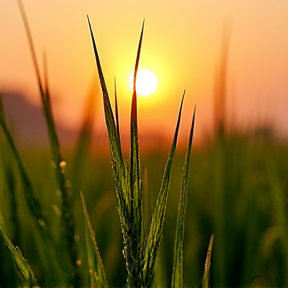 Suasana Sawah Pagi