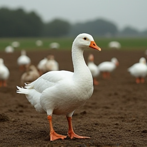 Gus, the Goose and Ol' Atticus