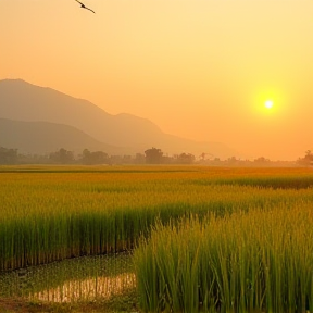 Cánh Đồng Yêu Thương