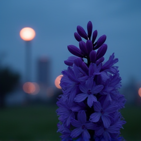 Hyacinth Love