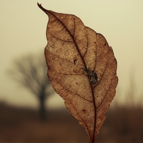 Ein welkes Blatt 