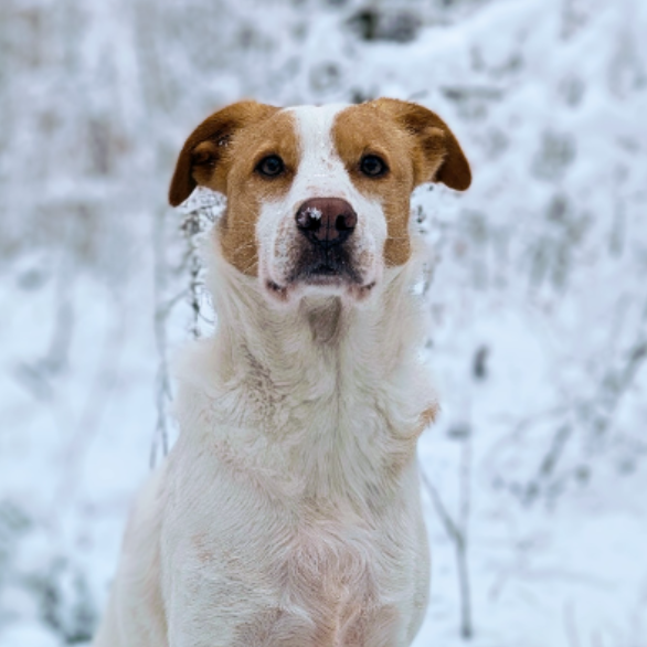 Harvey the White Dog