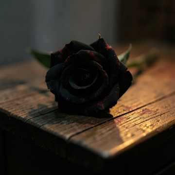 Black Rose Sonata