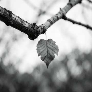 Default Logo