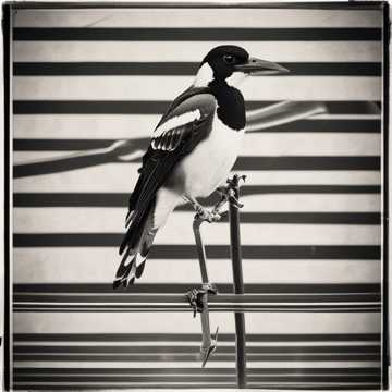 Black and White Magpies