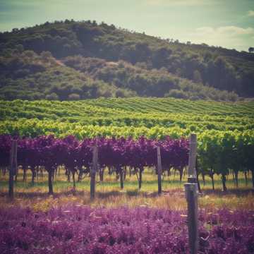 Les Vignes de Pixelle