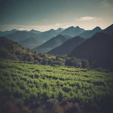 Pixelle Dans Les Vignes