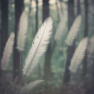 Plumas de Recuerdo