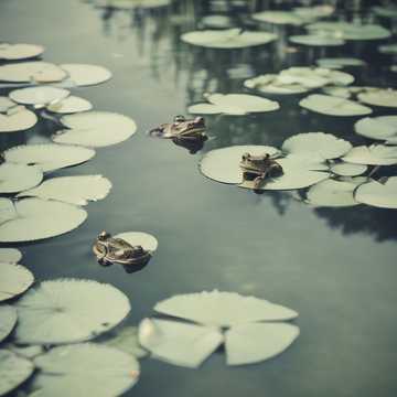 Chilling in the Pond with Old Cok