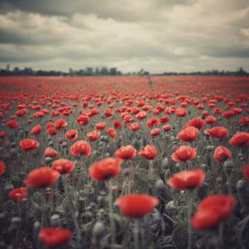 Les Coquelicots Fatigués