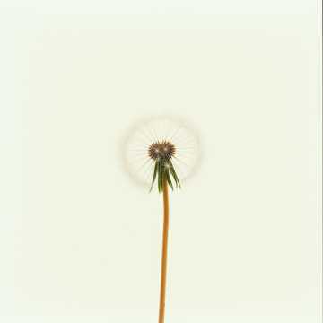 Pusteblume