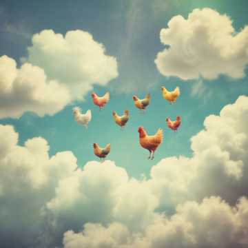 Chickens in the Sky