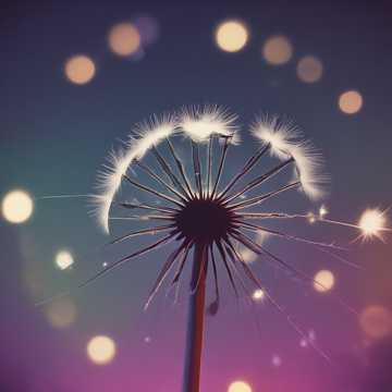 Dandelions