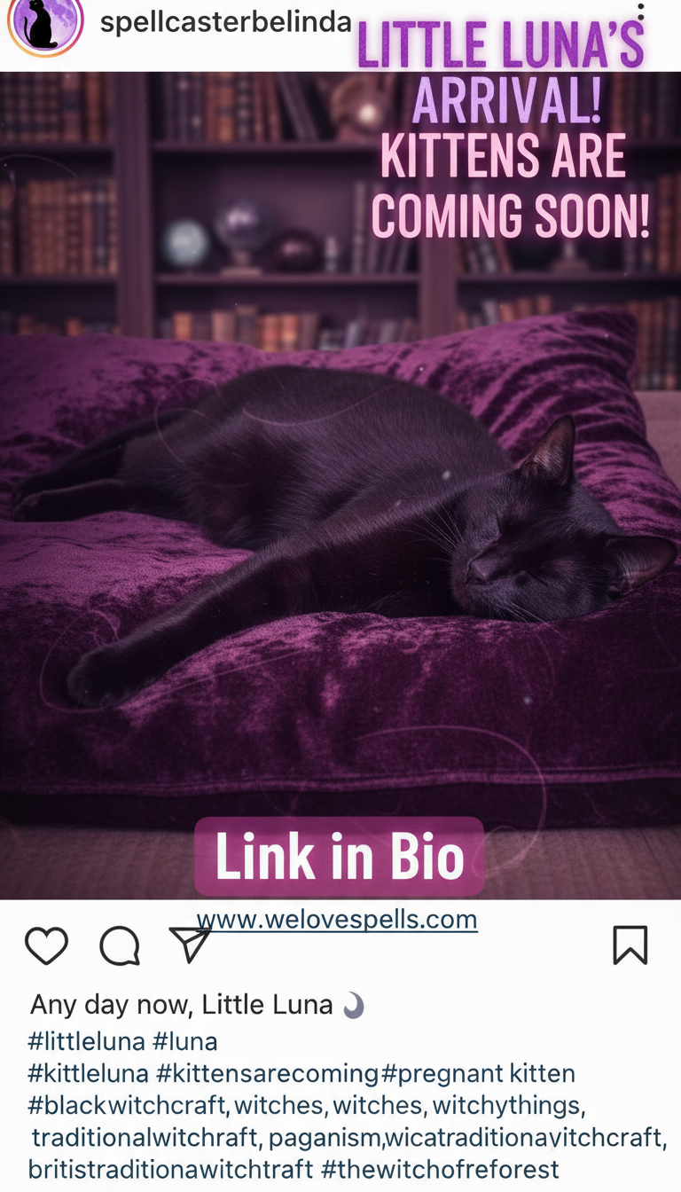 Witchy black cat Luna resting peacefully under moonlight